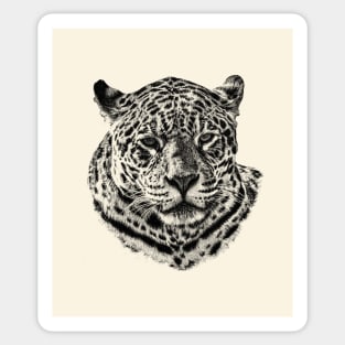 Jaguar Sticker